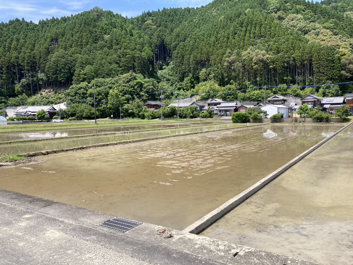 山のふもとに広がる大分の田んぼ